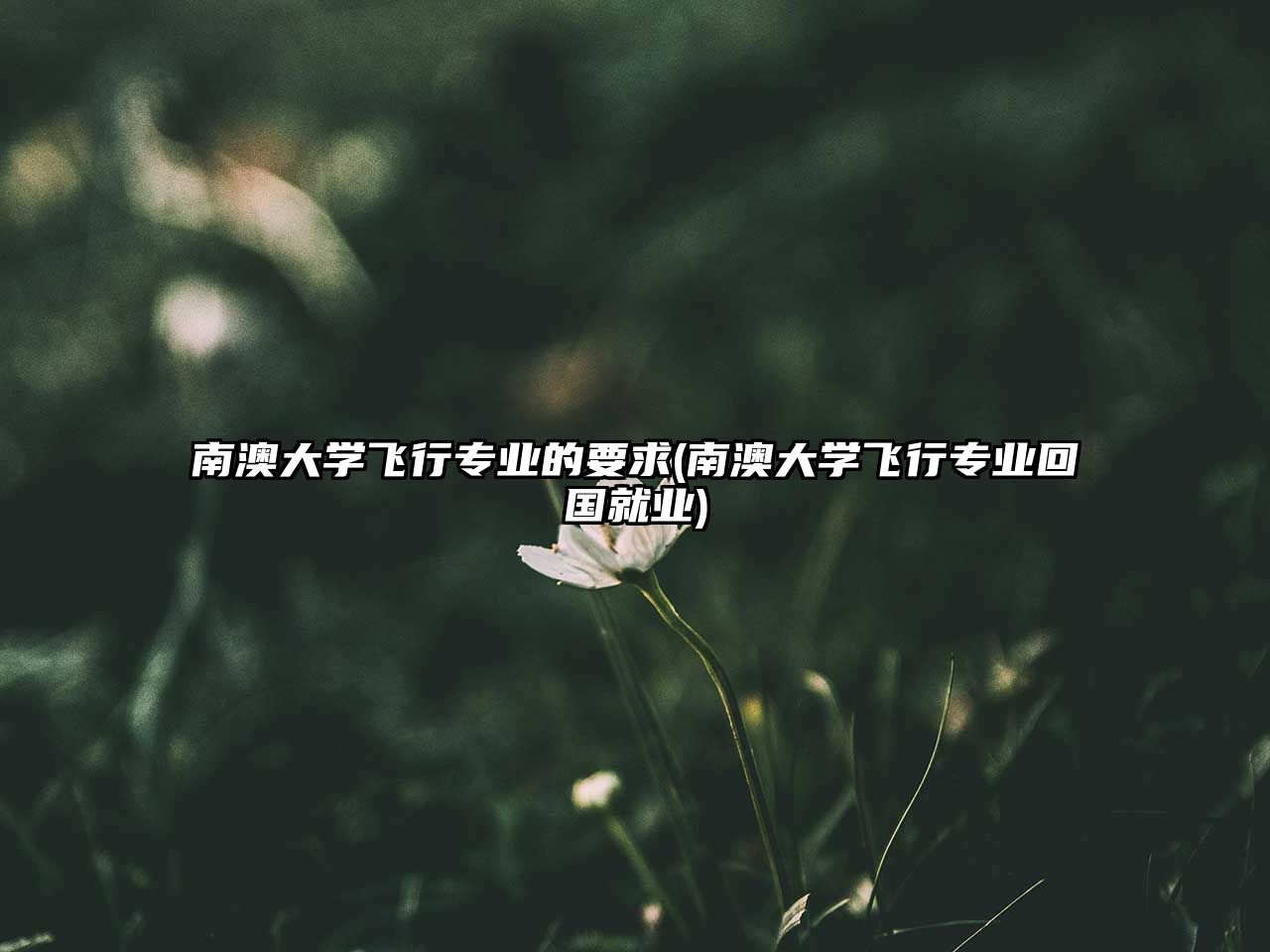 南澳大學(xué)飛行專業(yè)的要求(南澳大學(xué)飛行專業(yè)回國就業(yè))