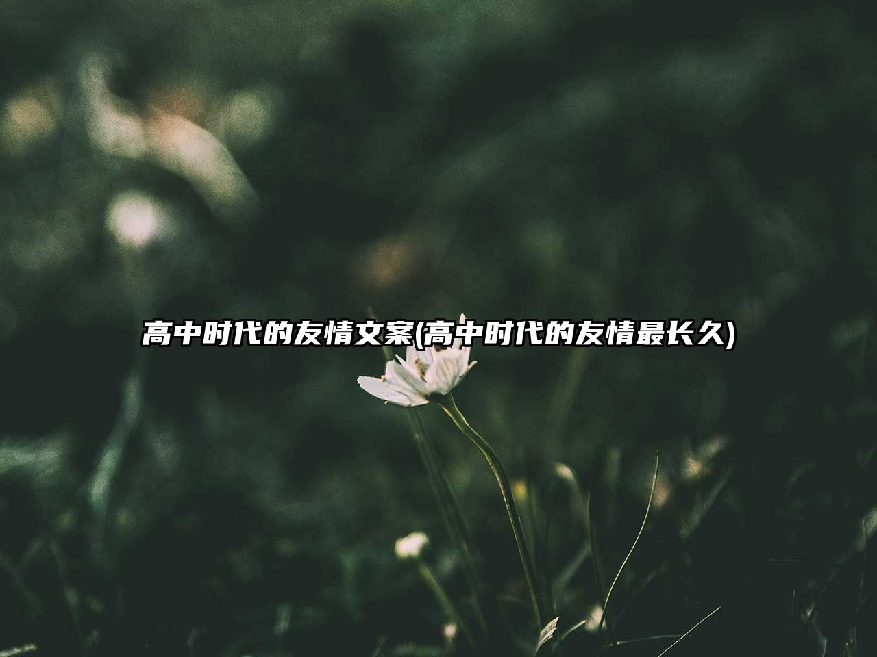 高中時(shí)代的友情文案(高中時(shí)代的友情最長久)