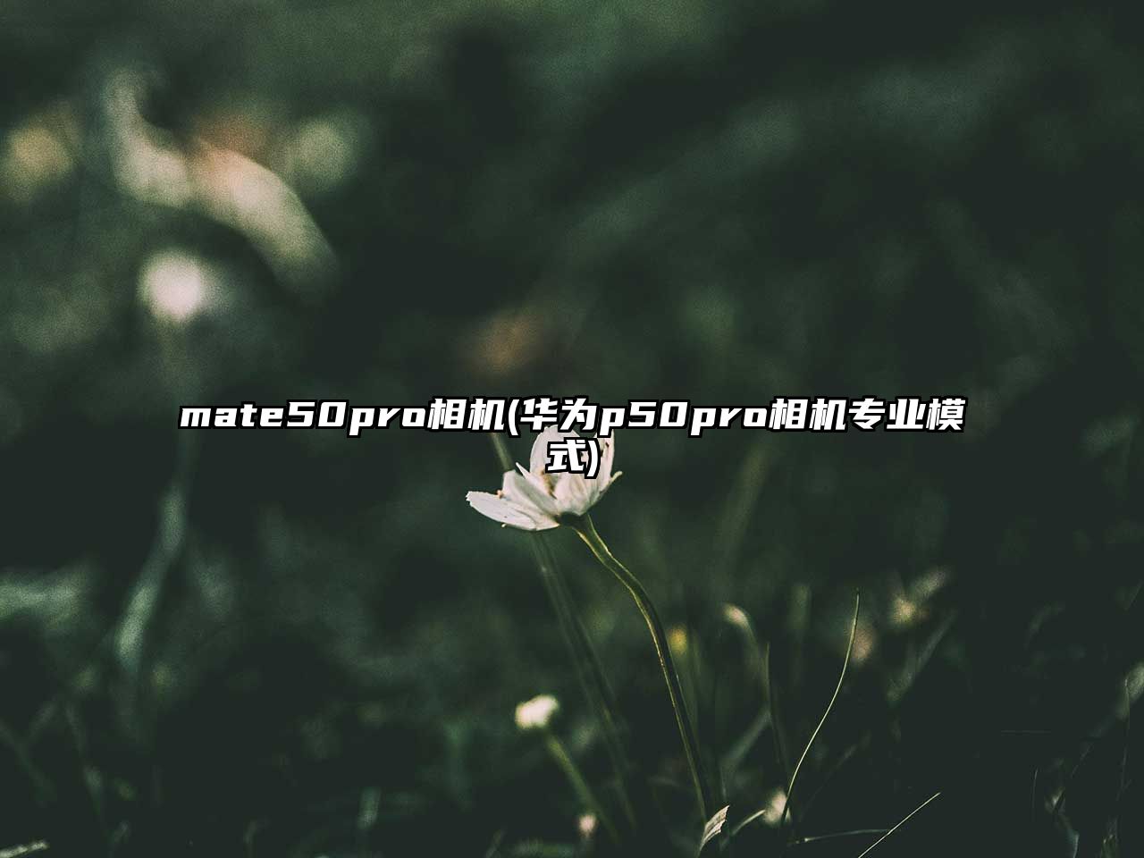 mate50pro相機(jī)(華為p50pro相機(jī)專業(yè)模式)